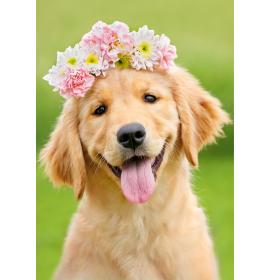 Atvirukas su voku 26216