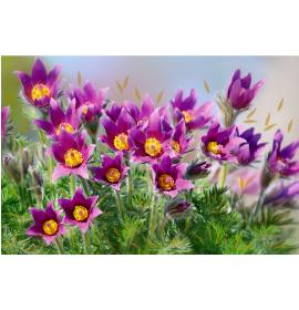 Atvirukas su voku 27077