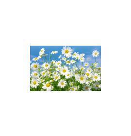 Gift card, small, double (figural) 27135