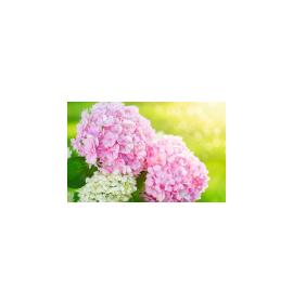Gift card, small, double (figural) 27182