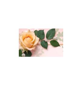 Gift card, small, double (figural) 27186