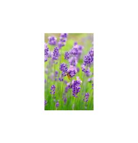 Mini atvirukas 27176