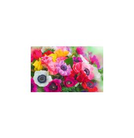 Mini atvirukas 27193