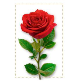 Standard double card, print inside 27095