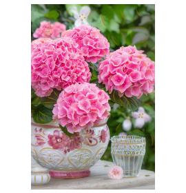 Atvirukas su voku 26533