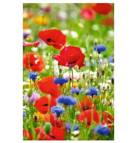 Atvirukas su voku 26485