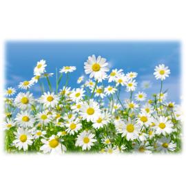 Atvirukas su voku 26488