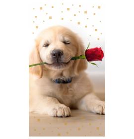 Money envelope card 22876-0