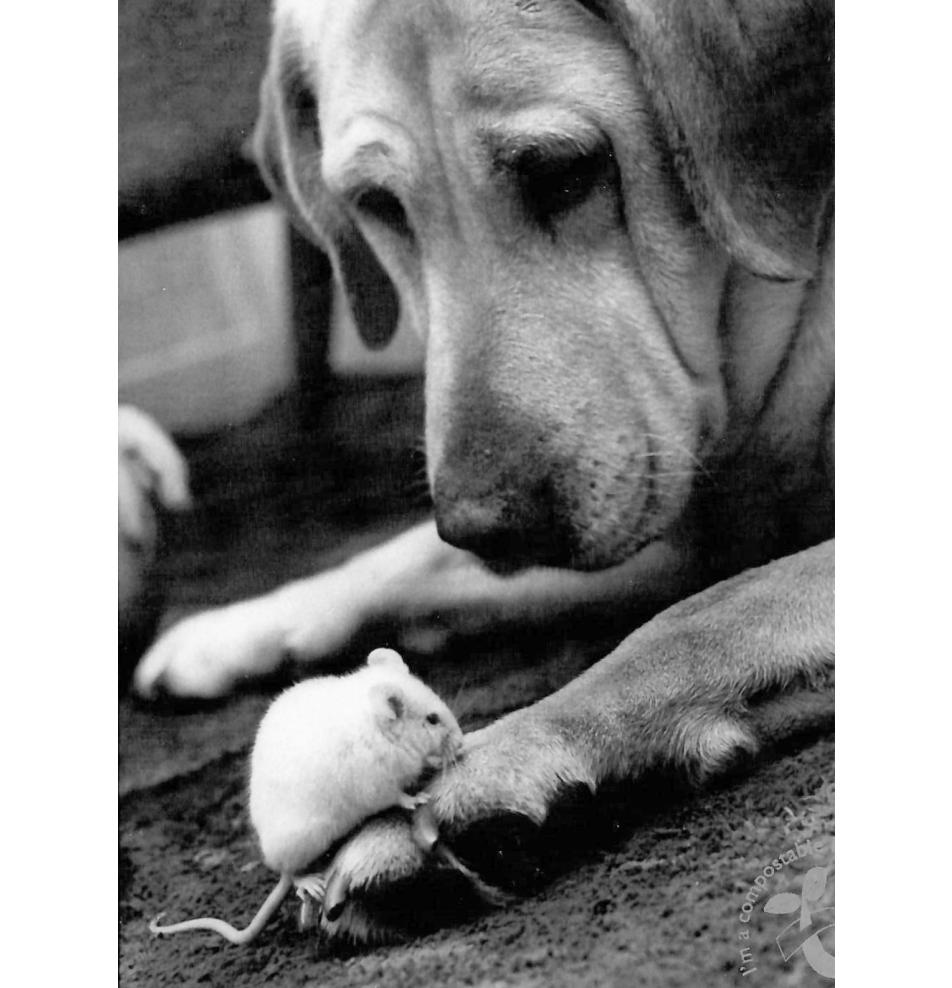 Black&white, double card